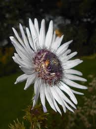 Image result for Berkheya bipinnatifida