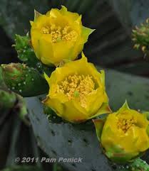 There are two edible parts of the cactus: Prickly Pear Flowers Native Sw Herb Medicinal Fiber Food Plant Many Other Uses Prickly Pear Flowers Flower Film Cactus Flower