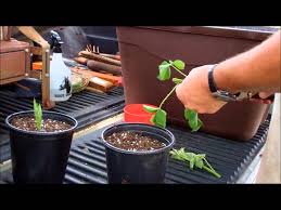 When you search on ebay for plants and seedlings, the listings will inform you of what conditions are prudent for that particular plant. How To Propagate Blackberries The Easy Way Youtube