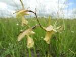 Image result for Eulophia flavopurpurea
