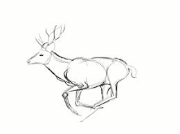 Https Encrypted Tbn0 Gstatic Com Images Q Tbn And9gcsmdqdwhu2jc4s4iss6gjse2fvjbgezjycyrq Usqp Cau How to draw a sambar deer. 2