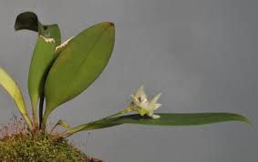Image result for Bulbophyllum sandersonii
