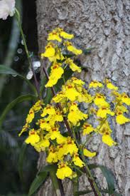 Maybe you would like to learn more about one of these? Oncidium Dancing Lady Orchid Oncidium Orchids Beautiful Flowers