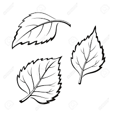 Maybe you would like to learn more about one of these? Set Of Plant Birch Tree Leaves Black On White Royalty Free Cliparts Vectors And Stock Illustration Image 50207182