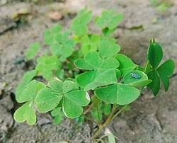 Image result for Oxalis corniculata