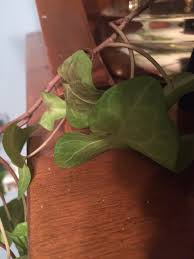 Help With Ivy Plant Ask An Expert
