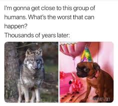 Selective Breeding Historymemes Funny Animal Memes Funny Memes Humor