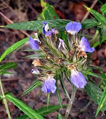 Image result for Blepharis acanthodioides