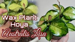 We did not find results for: Hoya Australis Lisa Repotting And Care Tips Youtube