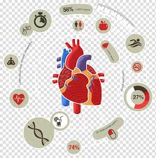 Human Heart With Captions Illustration Myocardial