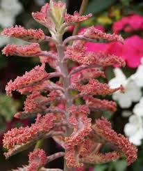 Kalanchoe Delagoensis Pink Butterflies Succulents Garden Succulents Kingdom Plantae
