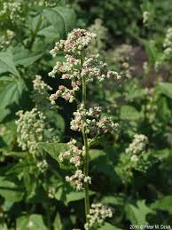 Image result for Chenopodium simplex