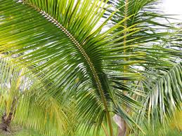 Image result for Acanthophoenix rubra