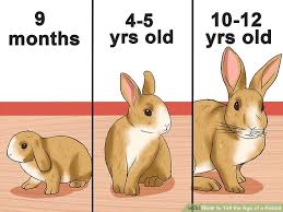 how to tell the age of a rabbit 10 steps with pictures