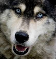 Las carreras de trineo con perros de iditarod son el evento invernal más popular de alaska. Alaskan Malamute Criadores Na Espanha