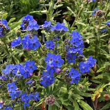 Image result for Anchusa capensis