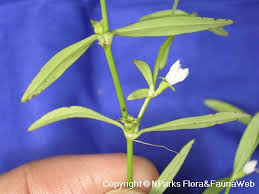 Image result for Oldenlandia