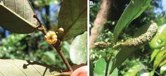 Image result for Monanthotaxis orophila