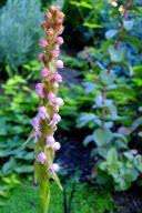 Image result for Satyrium kitimboense