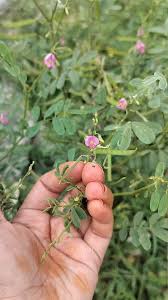 Image result for Tephrosia purpurea