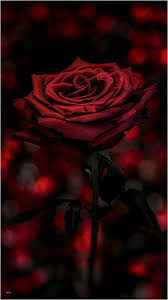 See more ideas about laptop wallpaper, laptop wallpaper desktop wallpapers, aesthetic desktop wallpaper. Aesthetic Black Rose Phone Wallpaper Novocom Top
