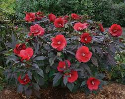 It is, in fact, a hibiscus that hails from china. Hibiscus Midnight Marvel Rose Mallow
