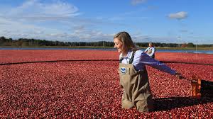 How Ocean Spray Harvests 220 Billion Cranberries A Year