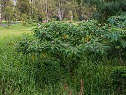 Image result for Solanum mauritianum