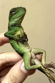 Basic Care: Water Dragon | Arizona Exotics | -Lizards Resources