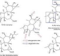 Phorbol Esters in the Euphorbiaceae Family (Croton ...