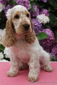 L 39 Elevage De Cocker Anglais Des Aubepines De La Vilco Quot Est Le Fruit D 39 Une Passion Depuis 1992 Notre Select Cocker Cocker Spaniel Eleveur De Chien
