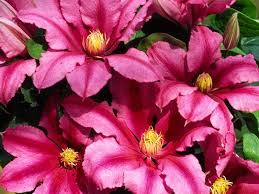 Maybe you would like to learn more about one of these? Guernsey Clematis Nurseries Clematis A Z