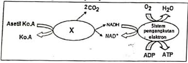 Check spelling or type a new query. Soal Un Biologi Sma Materi Fotosintesis Jawabanku Id