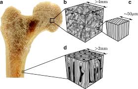 Cartilage types, their location, bone types, classifications and god knows what else. A Review On Recent Advances In The Constitutive Modeling Of Bone Tissue Springerlink
