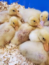 These include muscovy ducklings & pekin ducklings. Does Anyone Have Advice For Balding Pekin Ducks I Woke Up This Morning And Was Slightly Shocked To Find That A Couple Of My Nine Ducks Looked Like This They Re Two Weeks