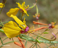 Image result for Cleome angustifolia