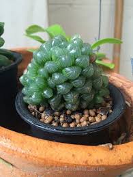 Cada vez más viajeros optan por pasar sus vacaciones en hoteles no convencionales y para ello hacemos un recorrido por los diez hoteles más raros y originales del mundo, teniendo en cuenta las. Te Gustan Los Cactus Raros Siguenos Para Ver Los Cactus Mas Raros Del Mundo Succulent Gardening Cactus Plants Planting Succulents