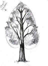Learn how to draw pencil tree pictures using these outlines or print just for coloring. How To Draw A Tree Happy Family Art