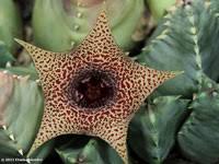 Image result for Huernia longituba