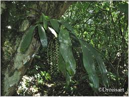 Image result for Diaphananthe