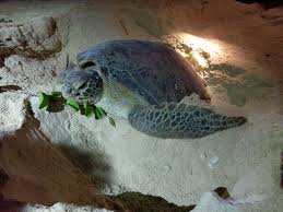 Actors And Activists Fight For Endangered Green Sea Turtles