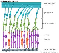 Image result for Retinal Anatomy