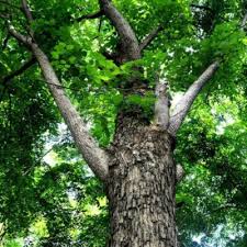 Image result for Dalbergia fischeri