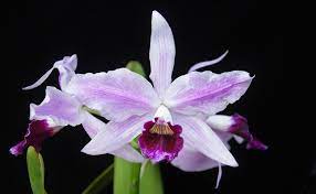Laelia Purpurata Orchid Flower Cattleya Orchids