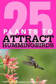 If you are wondering where you can get your hand on a • local nurseries: Hummingbird Plants 25 Of The Best Flowers That Attract Hummingbirds Gardening From House To Home Hummingbird Plants How To Attract Hummingbirds Flowers That Attract Hummingbirds