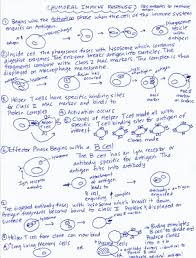 Marys Biology Page Diagram Of Humoral Immune Response