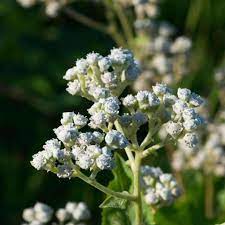 Quinine Wild Parthenium Integrifolium Medicinal Plants Plants Wild