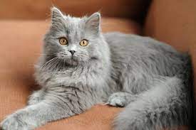 Maybe you would like to learn more about one of these? 45 Britisch Langhaar Katze Ideen In 2021 Perserkatze Britisch Langhaar Britisch Kurzhaar