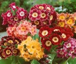 Image result for Primula