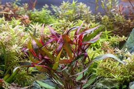 Image result for Persicaria barbata